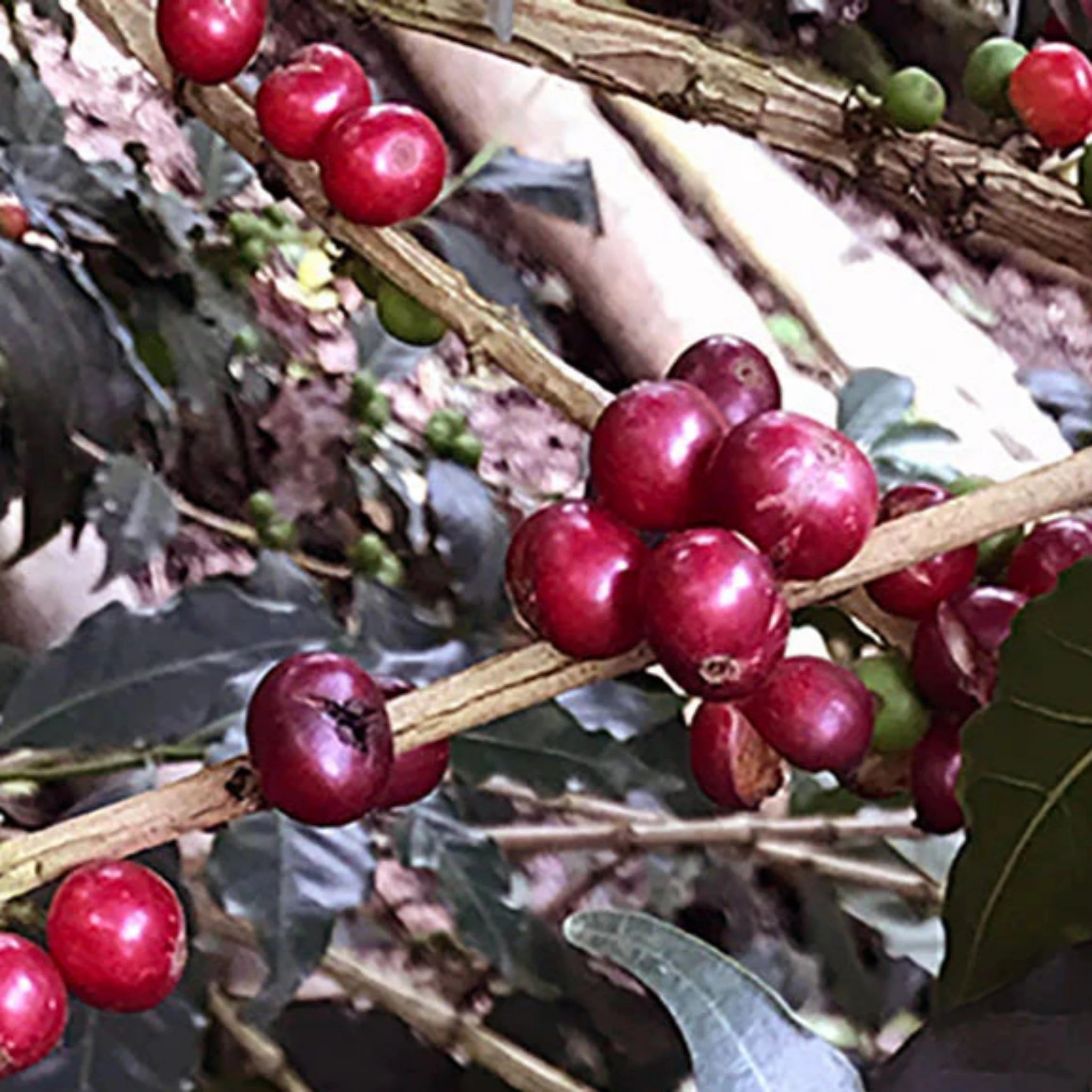 Phil & Sebastian Coffee Roasters' Decaf undergoes a unique water and ethyl acetate (EA) process at the DESCAFESOL facility in Colombia. Learn about the chemistry behind the process and why their decaf stands out for quality and freshness.