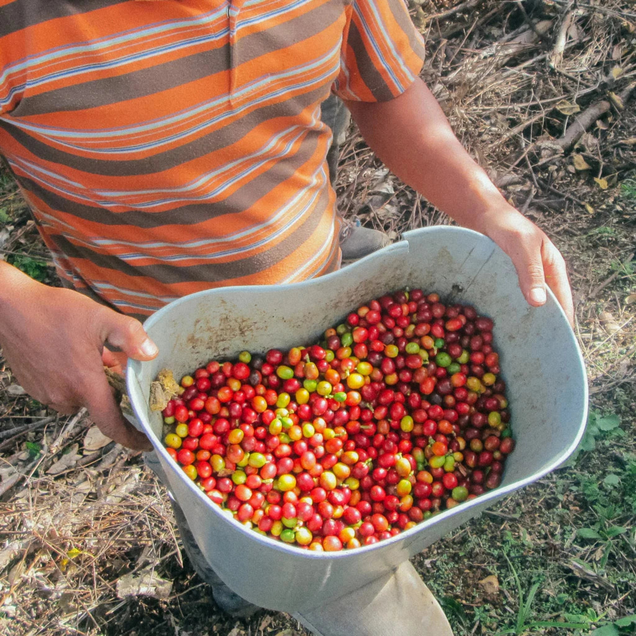 Phil & Sebastian Coffee Roasters' Decaf undergoes a unique water and ethyl acetate (EA) process at the DESCAFESOL facility in Colombia. Learn about the chemistry behind the process and why their decaf stands out for quality and freshness.