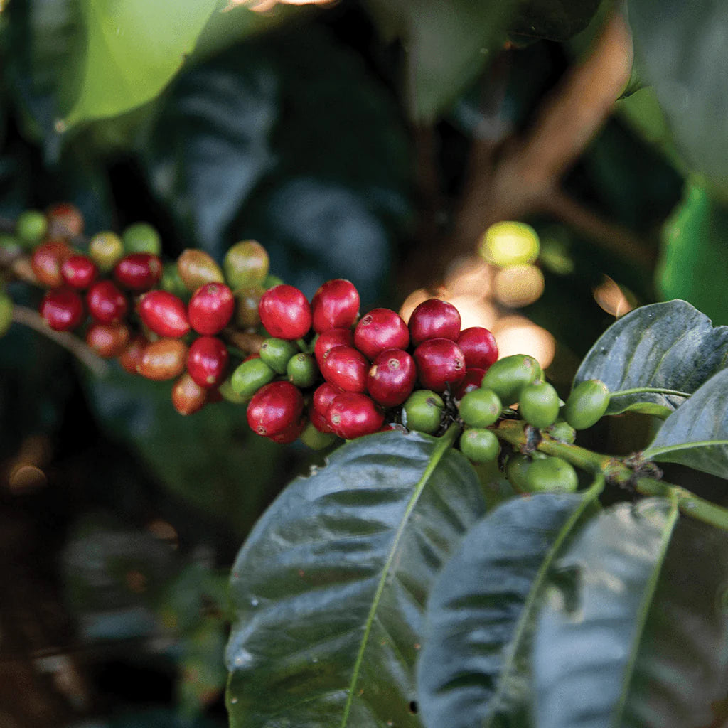 Colombia Magdalena Decaf from 49th Parallel Coffee Roasters. Experience the flavors of almond, pineapple, and raisin in this medium espresso roast. Direct trade coffee sourced from Colombia's Huila, Quindio, and Narino regions.