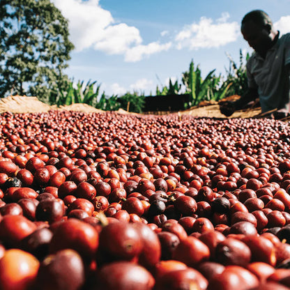 Longitude 123°W Blend by 49th Parallel Coffee Roasters. A medium-light roast with sweet flavors of almond, apple, and raisin. Crafted from the freshest seasonal coffees for a versatile and flavorful experience.